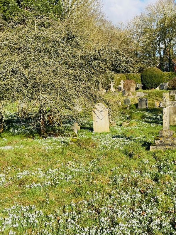 Snowdrops in Benington church yard